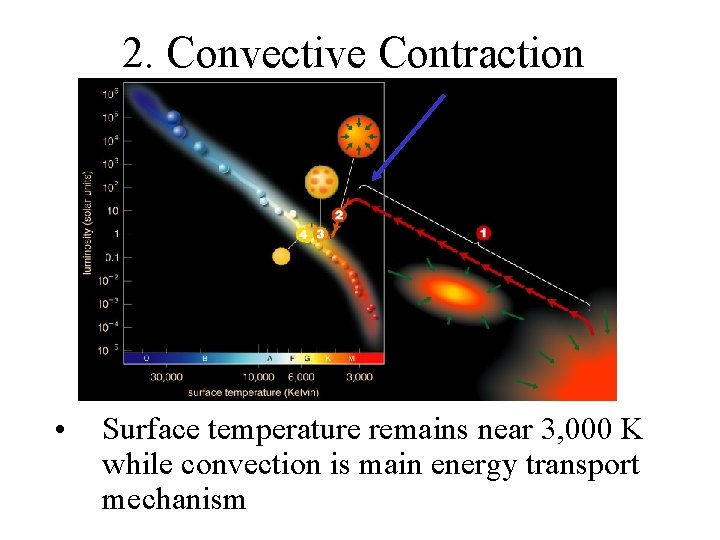 2. Convective Contraction • Surface temperature remains near 3, 000 K while convection is