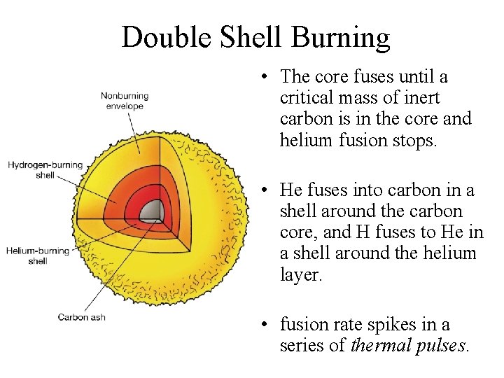 Double Shell Burning • The core fuses until a critical mass of inert carbon