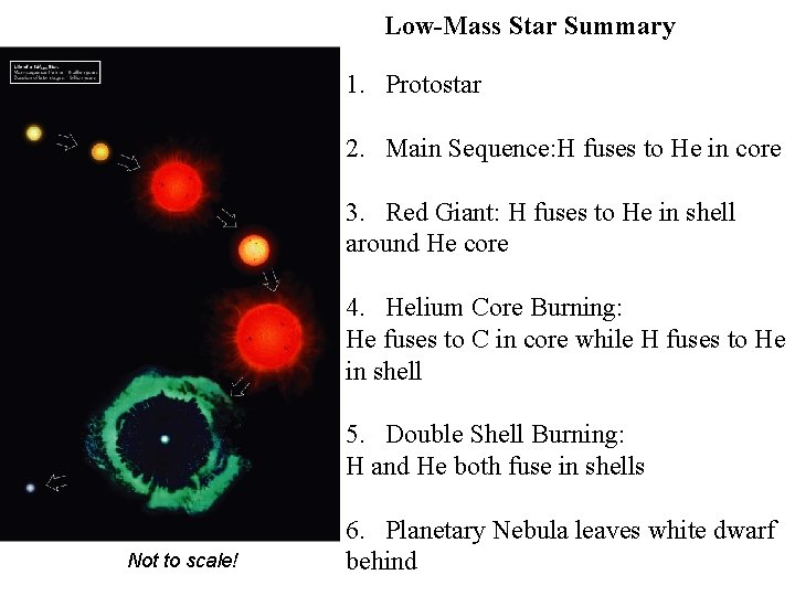 Low-Mass Star Summary 1. Protostar 2. Main Sequence: H fuses to He in core