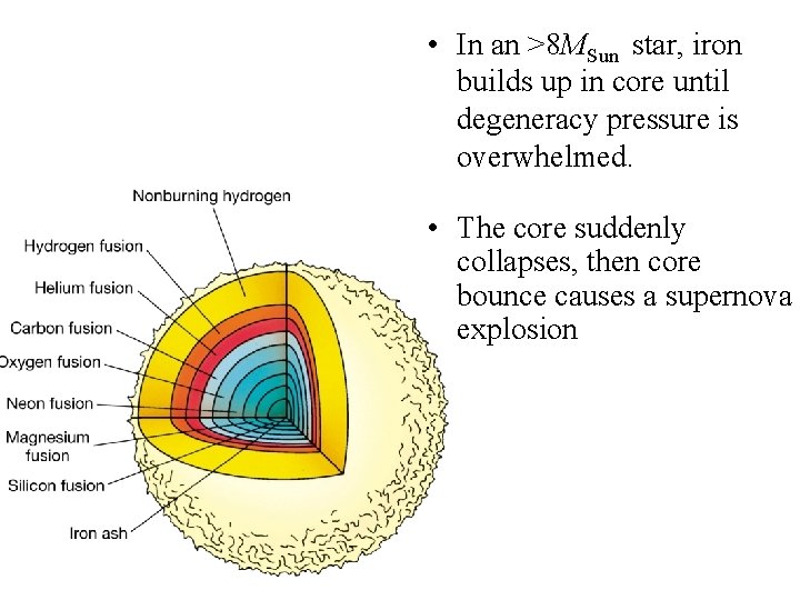  • In an >8 MSun star, iron builds up in core until degeneracy