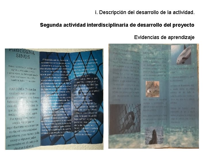 i. Descripción del desarrollo de la actividad. Segunda actividad interdisciplinaria de desarrollo del proyecto