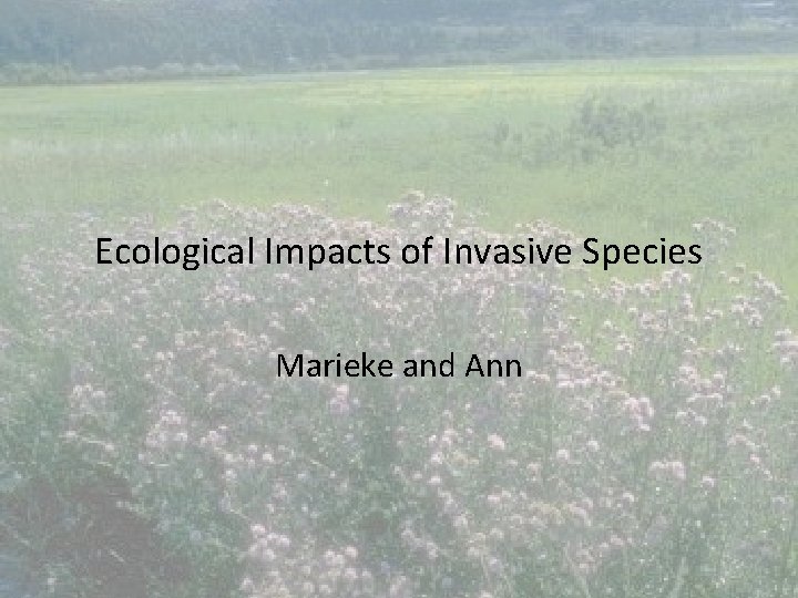 Ecological Impacts of Invasive Species Marieke and Ann 