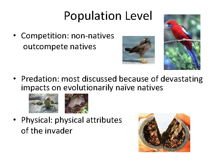 Population Level • Competition: non-natives outcompete natives • Predation: most discussed because of devastating