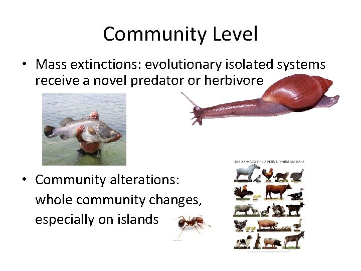 Community Level • Mass extinctions: evolutionary isolated systems receive a novel predator or herbivore