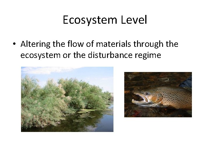 Ecosystem Level • Altering the flow of materials through the ecosystem or the disturbance