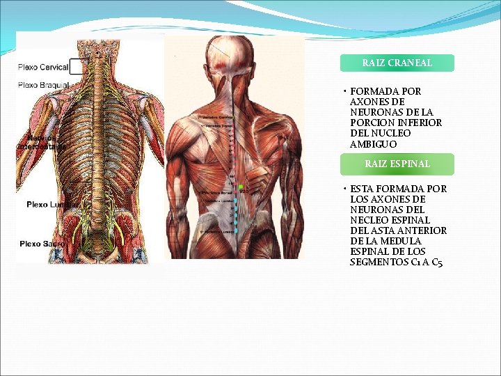 RAIZ CRANEAL • FORMADA POR AXONES DE NEURONAS DE LA PORCION INFERIOR DEL NUCLEO