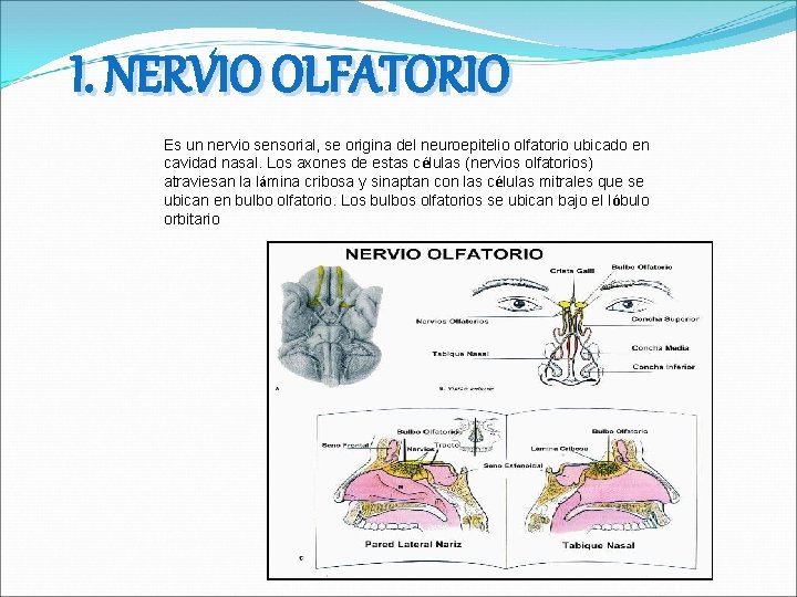 I. NERVIO OLFATORIO Es un nervio sensorial, se origina del neuroepitelio olfatorio ubicado en