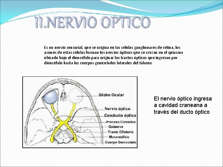 II. NERVIO OPTICO Es un nervio sensorial, que se origina en las células ganglionares
