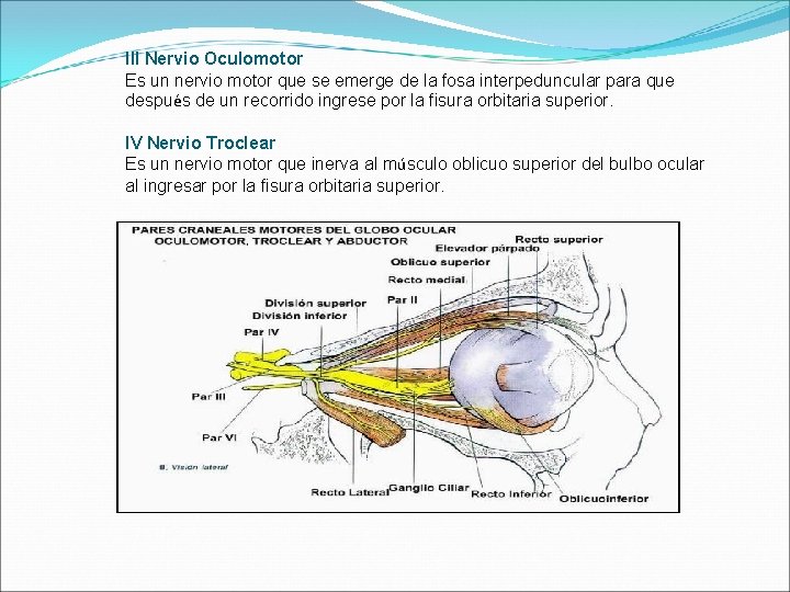 III Nervio Oculomotor Es un nervio motor que se emerge de la fosa interpeduncular