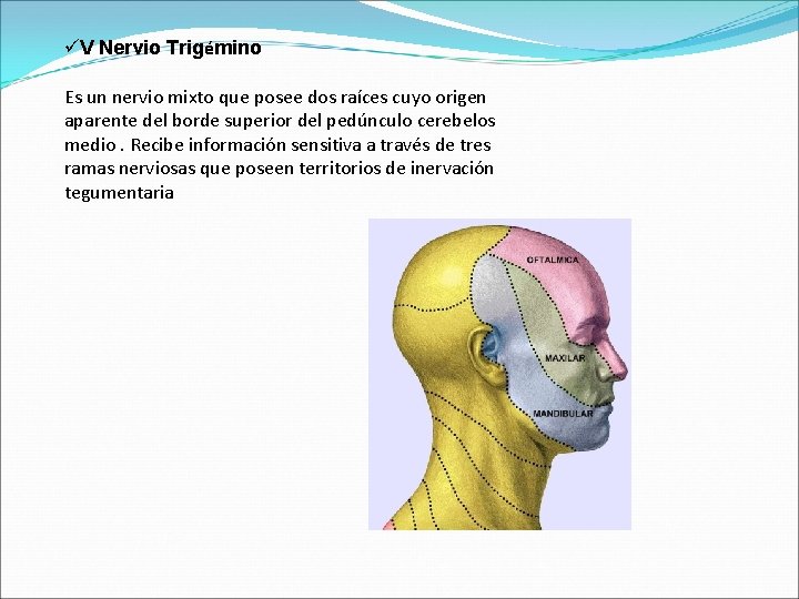 üV Nervio Trigémino Es un nervio mixto que posee dos raíces cuyo origen aparente