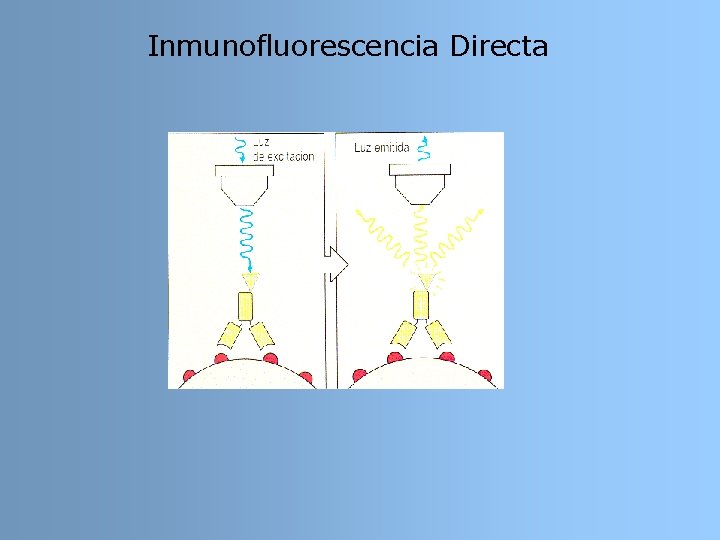 Inmunofluorescencia Directa Inmunofluorescencia Directa