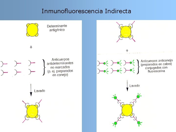 Inmunofluorescencia Indirecta Inmunofluorescencia Indirecta