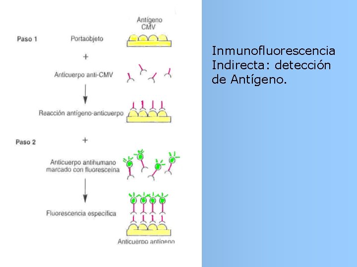 Inmunofluorescencia Indirecta: detección de Antígeno. Inmunofluorescencia Indirecta: detección de Antígeno.