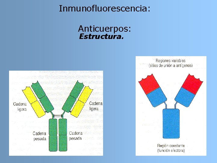 Inmunofluorescencia: Anticuerpos: Estructura. Inmunofluorescencia: Anticuerpos: Estructura.