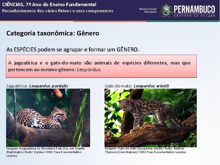 CIÊNCIAS, 7º Ano do Ensino Fundamental Reconhecimento dos vários Reinos e seus componentes Categoria