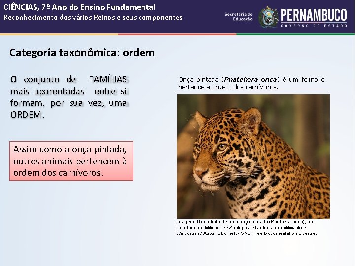 CIÊNCIAS, 7º Ano do Ensino Fundamental Reconhecimento dos vários Reinos e seus componentes Categoria