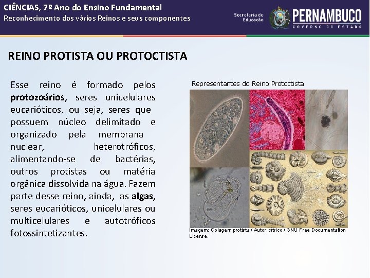 CIÊNCIAS, 7º Ano do Ensino Fundamental Reconhecimento dos vários Reinos e seus componentes REINO