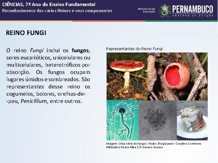 CIÊNCIAS, 7º Ano do Ensino Fundamental Reconhecimento dos vários Reinos e seus componentes REINO