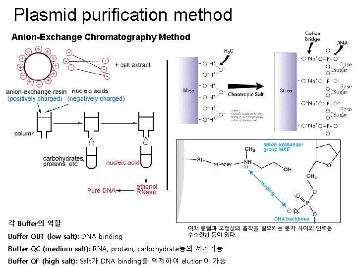 Plasmid purification method Anion-Exchange Chromatography Method 각 Buffer의 역할 Buffer QBT (low salt): DNA