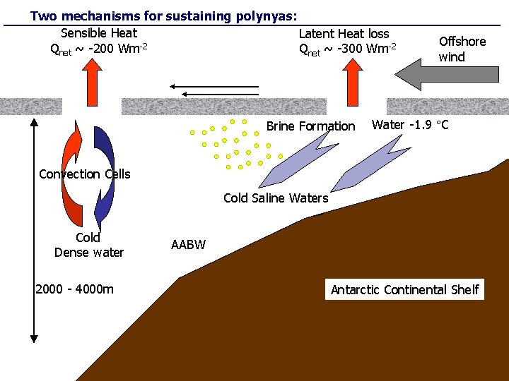 Two mechanisms for sustaining polynyas: Sensible Heat Latent Heat loss Qnet ~ -200 Wm-2