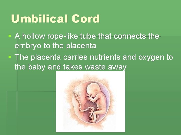 Umbilical Cord § A hollow rope-like tube that connects the embryo to the placenta Umbilical Cord § A hollow rope-like tube that connects the embryo to the placenta