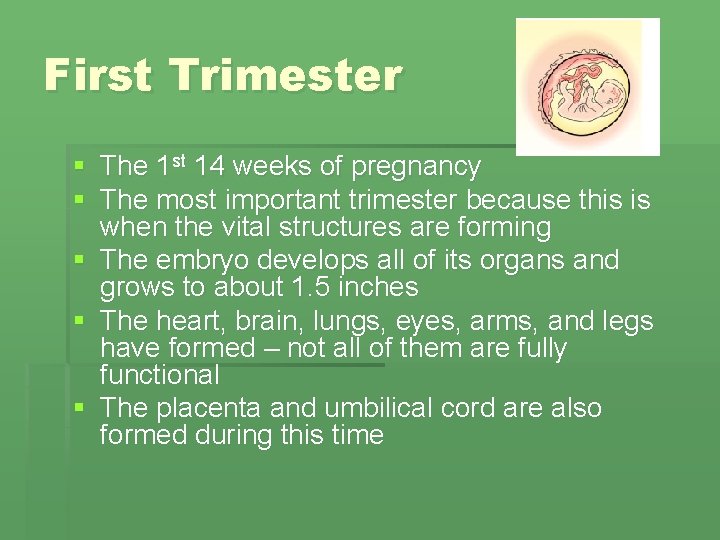 First Trimester § The 1 st 14 weeks of pregnancy § The most important First Trimester § The 1 st 14 weeks of pregnancy § The most important