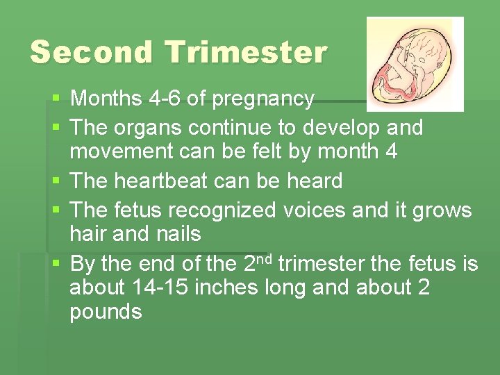 Second Trimester § Months 4 -6 of pregnancy § The organs continue to develop Second Trimester § Months 4 -6 of pregnancy § The organs continue to develop
