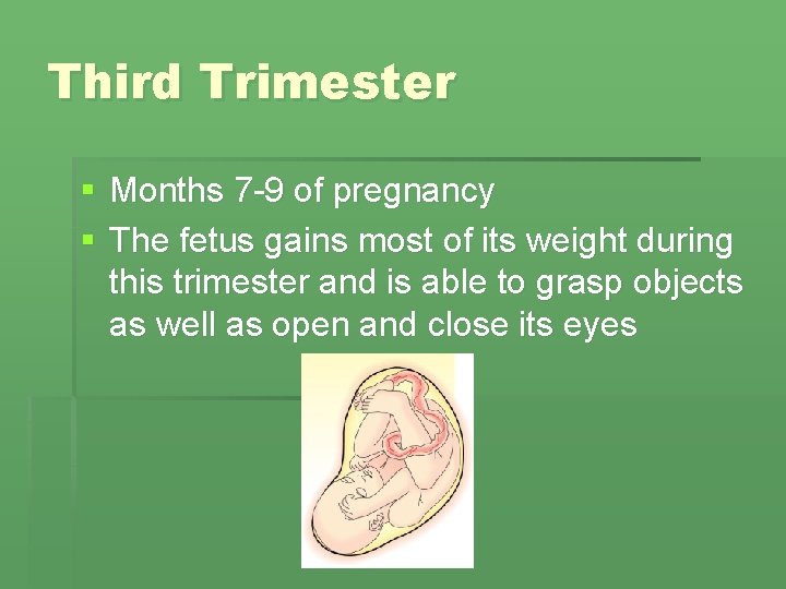 Third Trimester § Months 7 -9 of pregnancy § The fetus gains most of Third Trimester § Months 7 -9 of pregnancy § The fetus gains most of