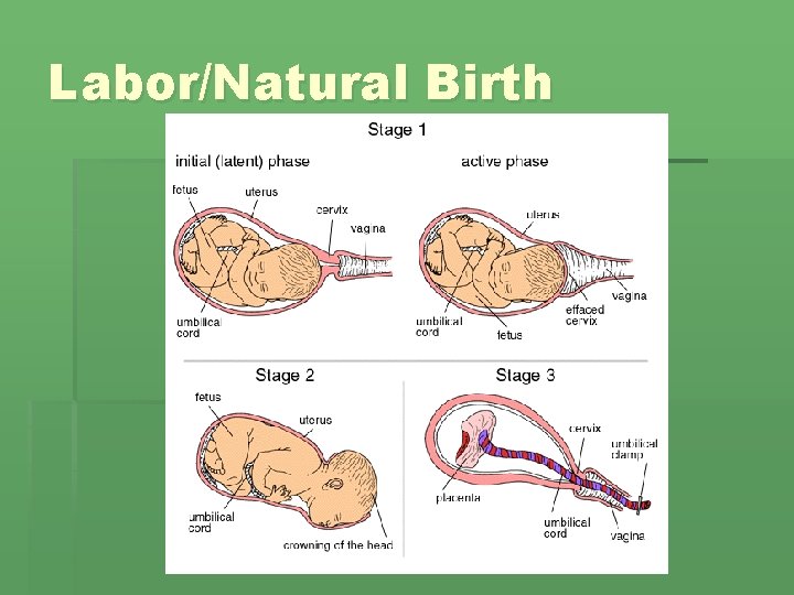 Labor/Natural Birth Labor/Natural Birth