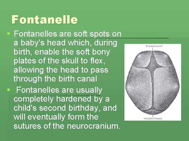Fontanelle § Fontanelles are soft spots on a baby's head which, during birth, enable Fontanelle § Fontanelles are soft spots on a baby's head which, during birth, enable