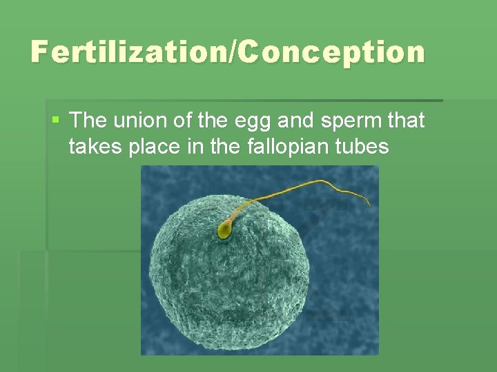 Fertilization/Conception § The union of the egg and sperm that takes place in the Fertilization/Conception § The union of the egg and sperm that takes place in the