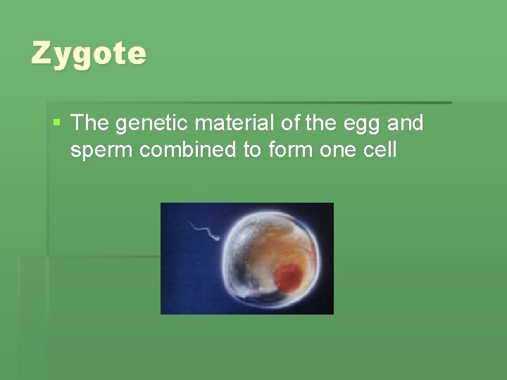 Zygote § The genetic material of the egg and sperm combined to form one Zygote § The genetic material of the egg and sperm combined to form one