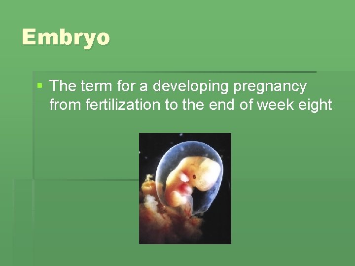Embryo § The term for a developing pregnancy from fertilization to the end of Embryo § The term for a developing pregnancy from fertilization to the end of