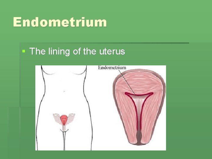 Endometrium § The lining of the uterus Endometrium § The lining of the uterus