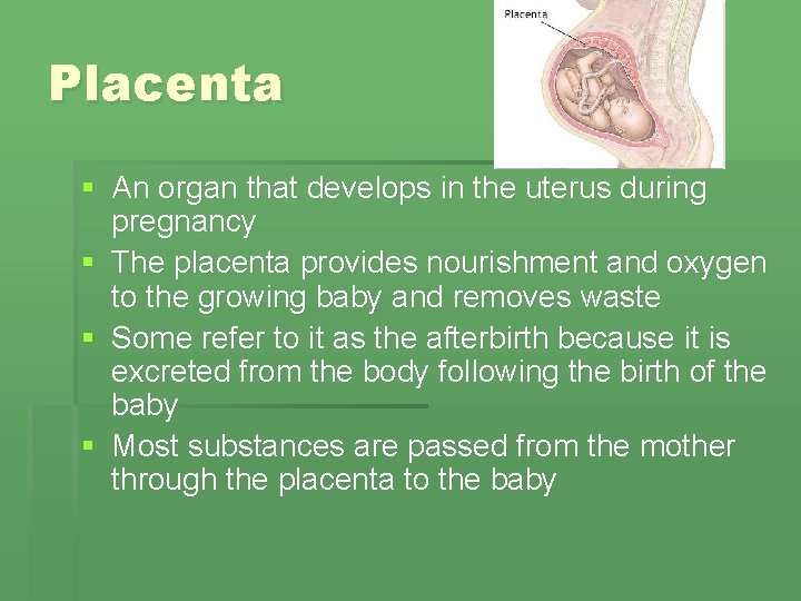 Placenta § An organ that develops in the uterus during pregnancy § The placenta Placenta § An organ that develops in the uterus during pregnancy § The placenta