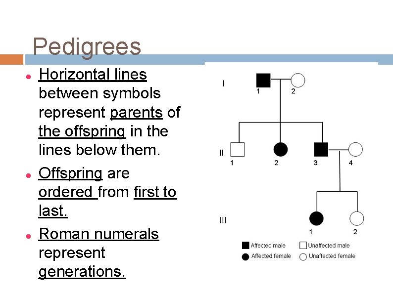 Pedigrees Horizontal lines between symbols represent parents of the offspring in the lines below