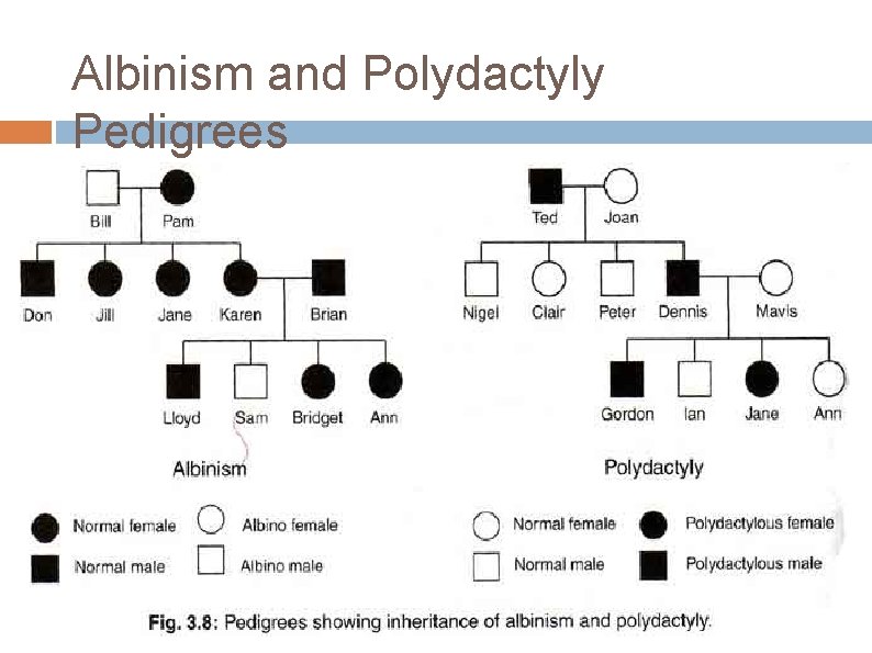 Albinism and Polydactyly Pedigrees 