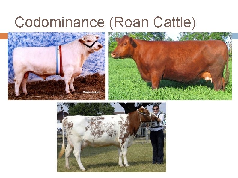 Codominance (Roan Cattle) 