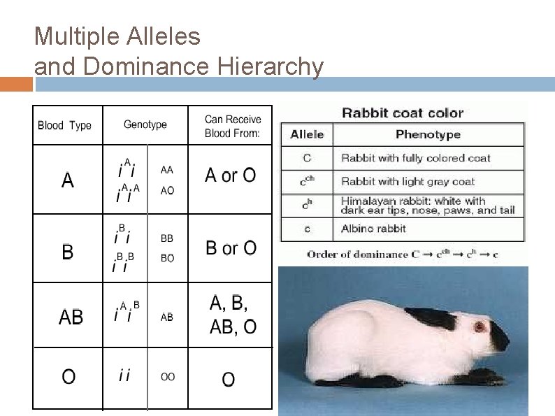 Multiple Alleles and Dominance Hierarchy 