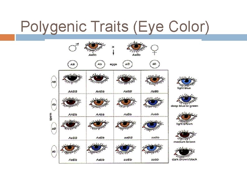 Polygenic Traits (Eye Color) 