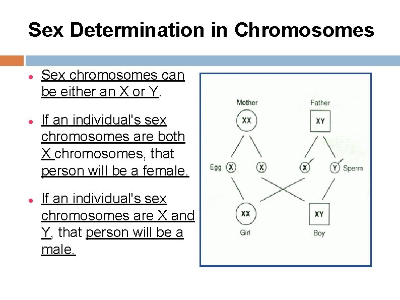 Sex Determination in Chromosomes Sex chromosomes can be either an X or Y. If