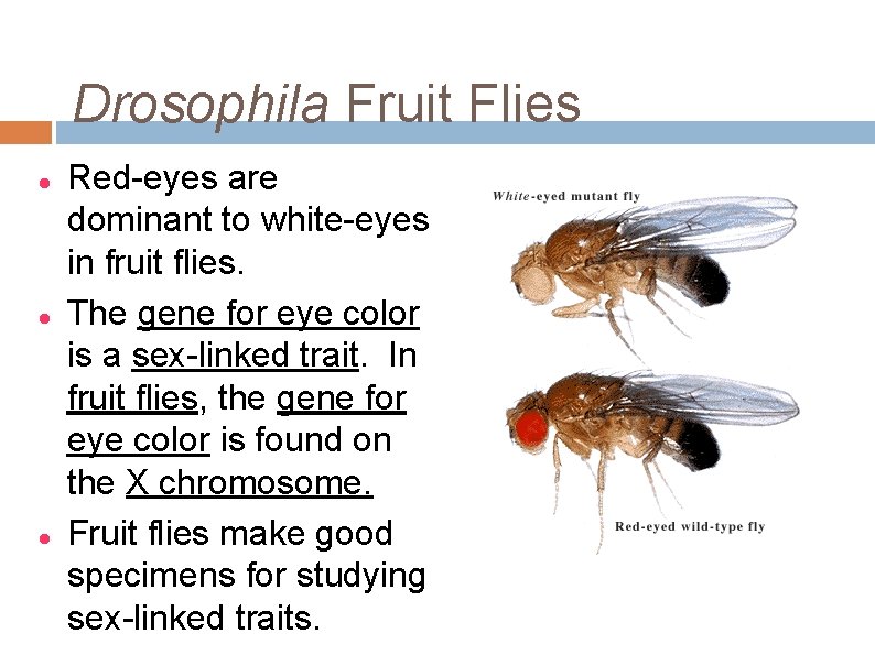 Drosophila Fruit Flies Red-eyes are dominant to white-eyes in fruit flies. The gene for