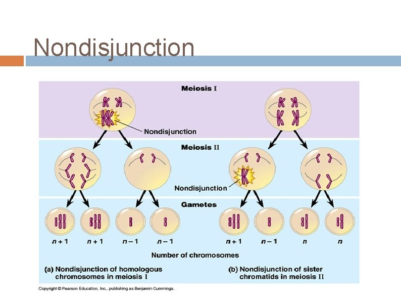 Nondisjunction 