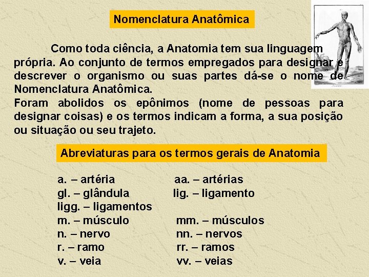 Nomenclatura Anatômica Como toda ciência, a Anatomia tem sua linguagem própria. Ao conjunto de