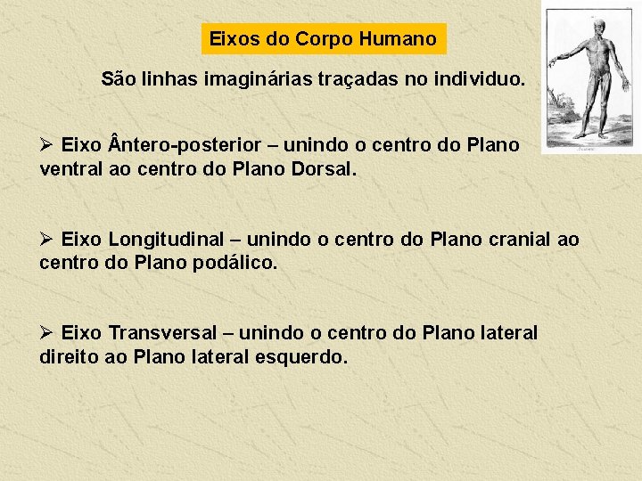 Eixos do Corpo Humano São linhas imaginárias traçadas no individuo. Ø Eixo ntero-posterior –