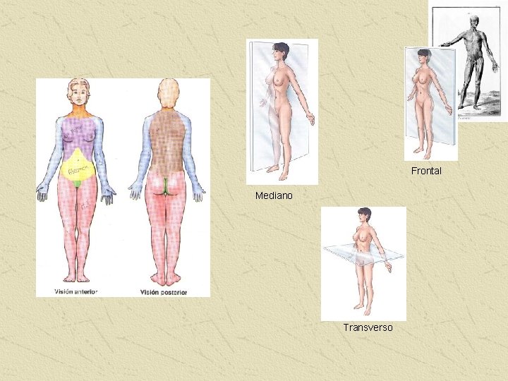 Frontal Mediano Transverso 