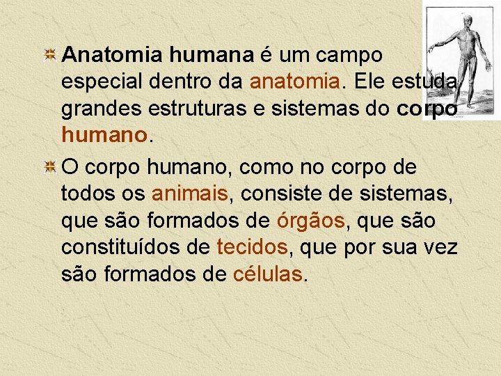 Anatomia humana é um campo especial dentro da anatomia. Ele estuda grandes estruturas e