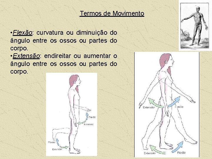 Termos de Movimento • Flexão: curvatura ou diminuição do ângulo entre os ossos ou