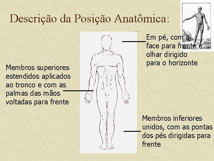 Descrição da Posição Anatômica: Membros superiores estendidos aplicados ao tronco e com as palmas