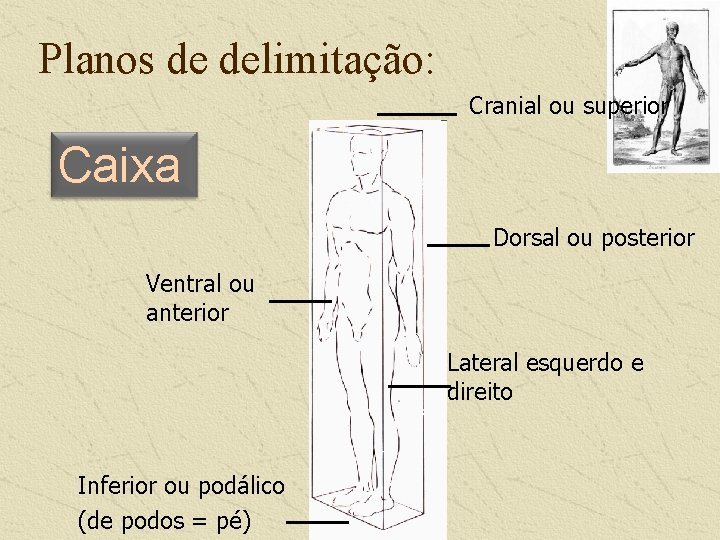 Planos de delimitação: Cranial ou superior Caixa Dorsal ou posterior Ventral ou anterior Lateral